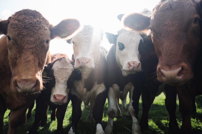 assorted color cattles