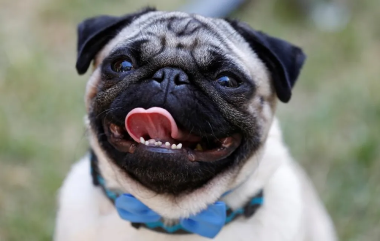 Patrick: Aprendendo a Amar | Conheça o cão-ator e como ele se apresentou para o público em Londres