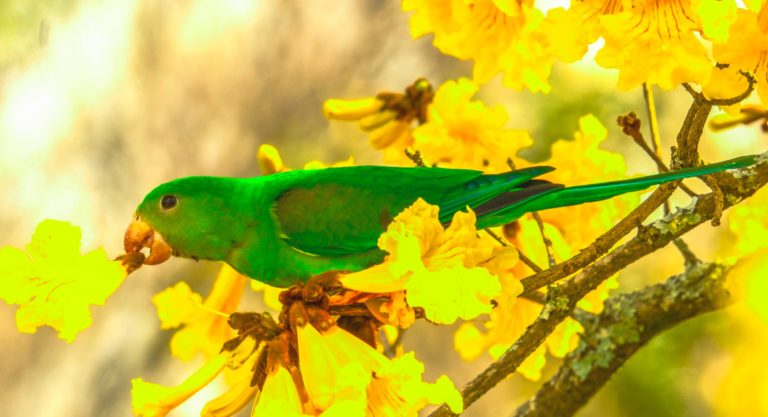 O Florescimento da Ecocrítica na Poesia