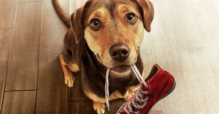 A Caminho de Casa 2: Existe Continuação para essa Emocionante Jornada Canina?